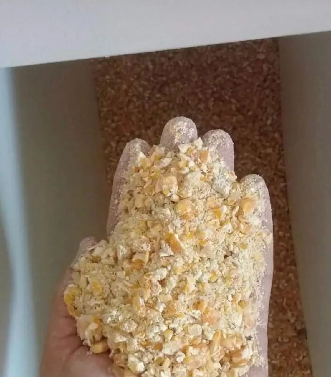 Milho,Quirela de milho moído, Farelo de Soja direto da fazenda sem atravessadores - Foto 2