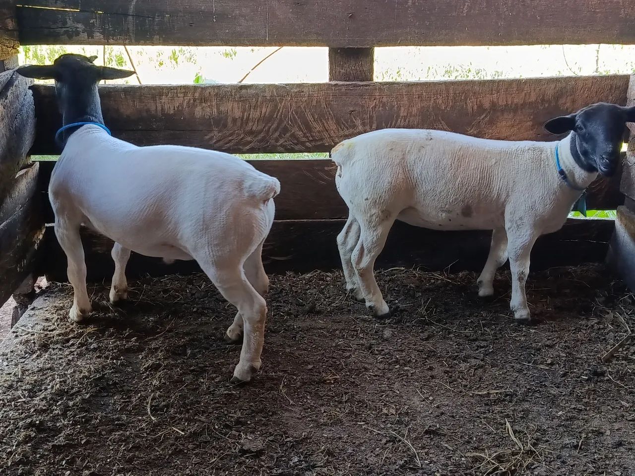 Casal de carneiro DORPER  - Foto 4
