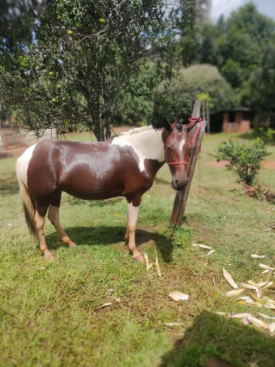 Égua  - Foto 2