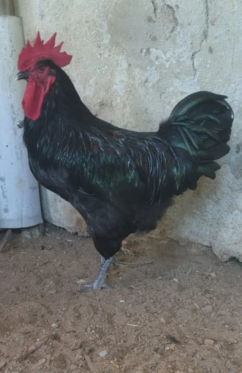Galo