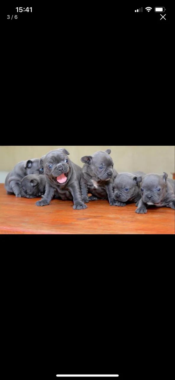 Bulldog francês Blue  - Foto 3