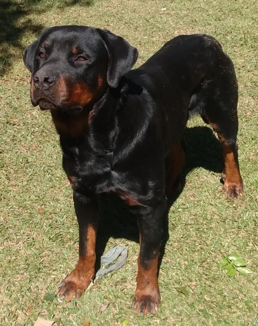 Rottweiler
