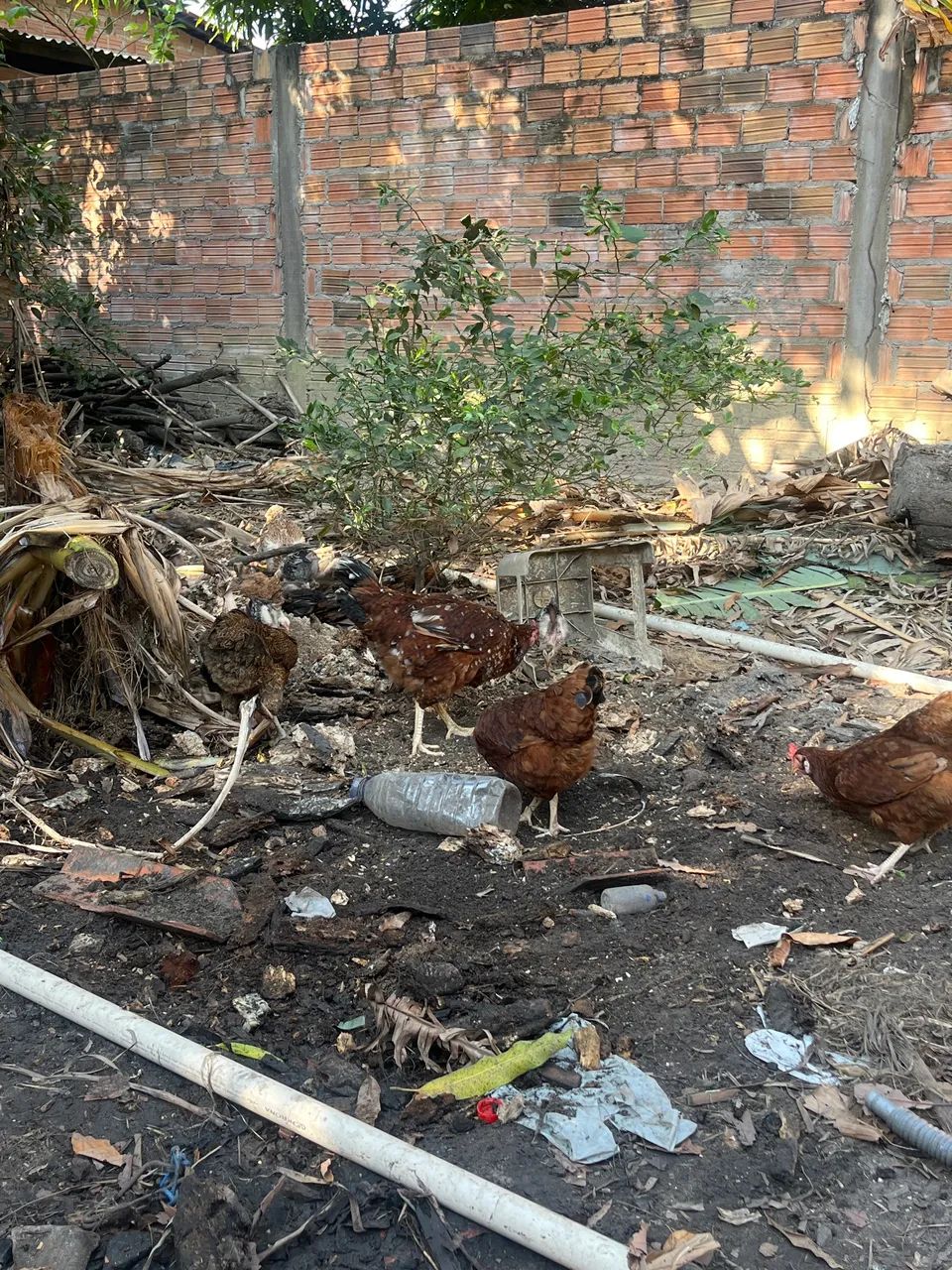 Galinhas caipira 
