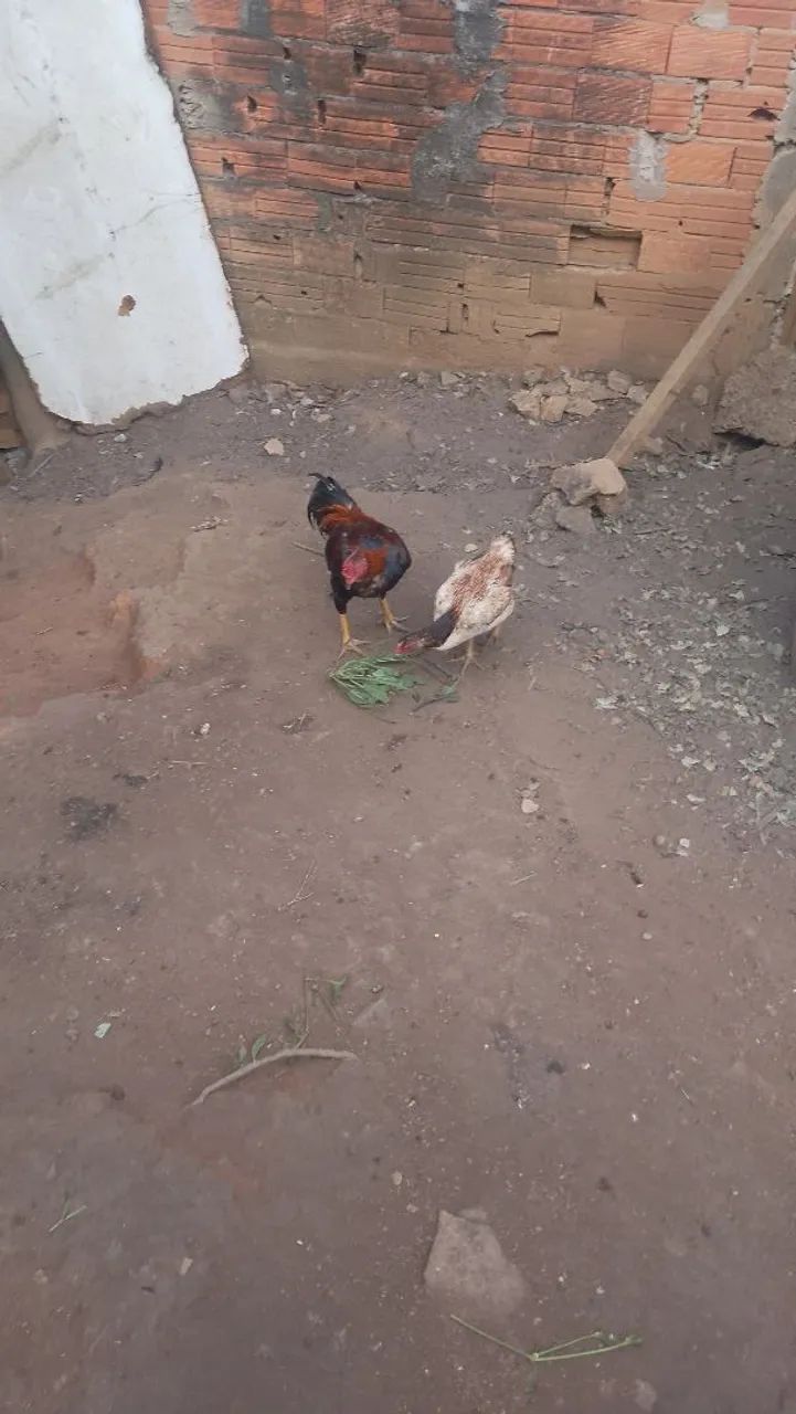 Casal de ganso jovem branco - Foto 6