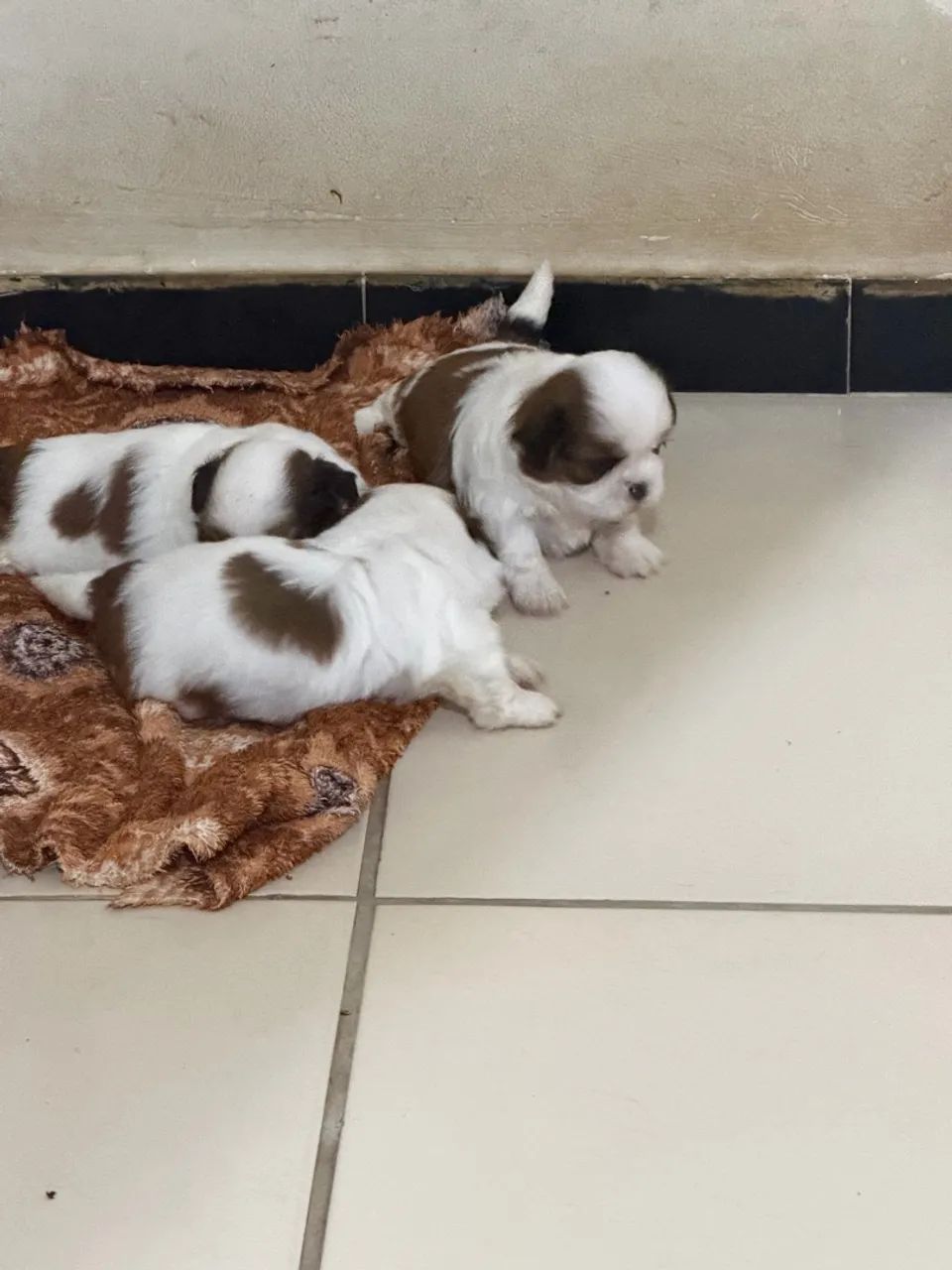 Cachorro 