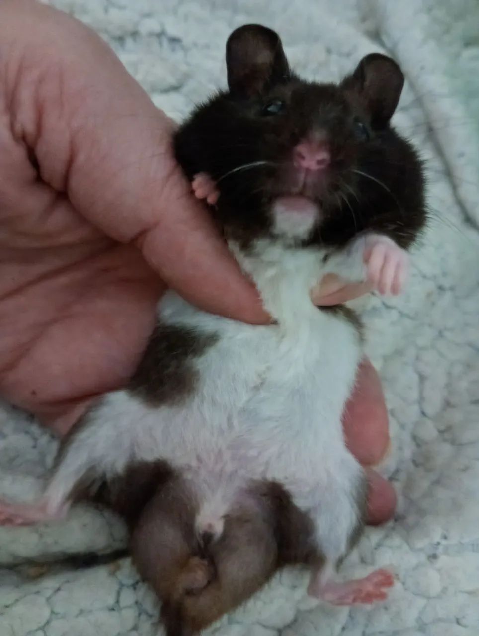 Hamsters sírios  - Foto 3