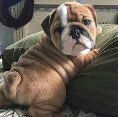Bulldogue Ingles - Foto 2