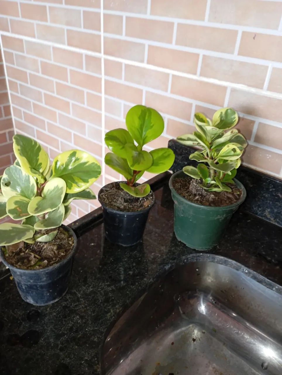 Plantas e sementes  - Foto 3