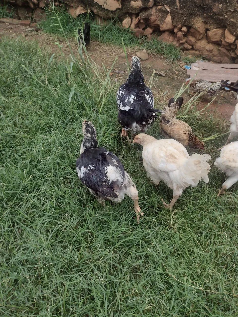 Venda de franguinhos GSB - Foto 5