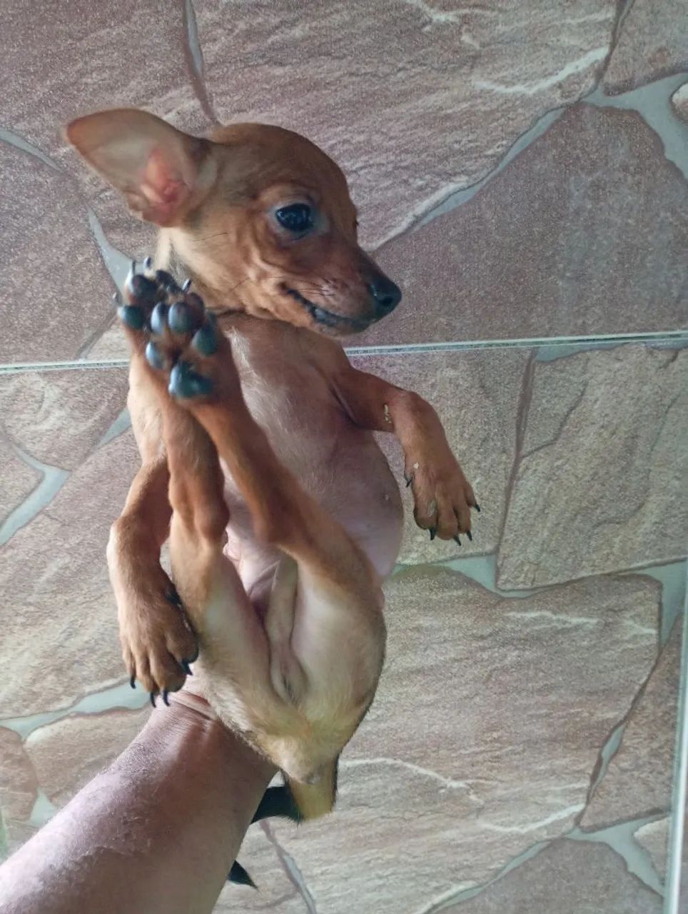 Pinscher Filhotes  - Foto 4