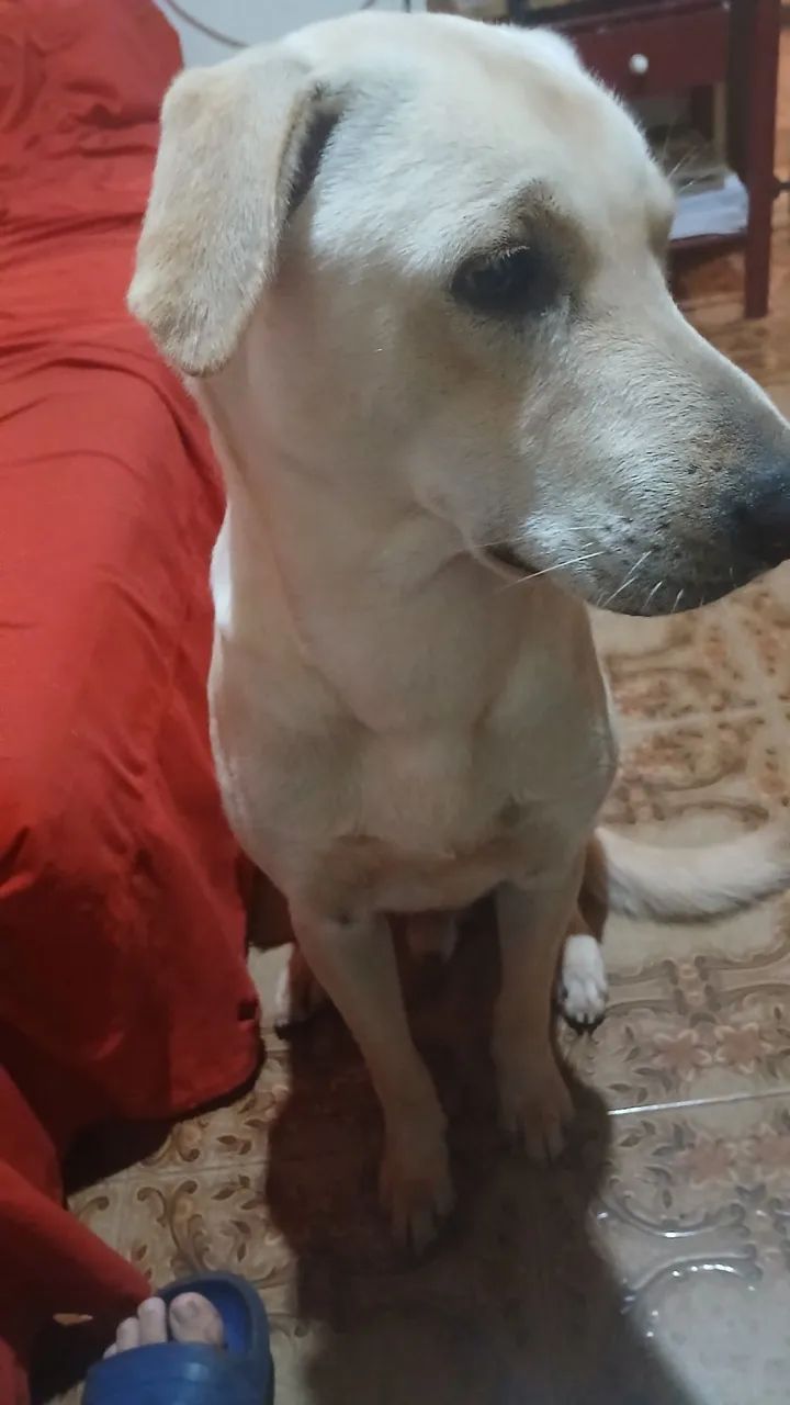 Doação cachorro macho  - Foto 5