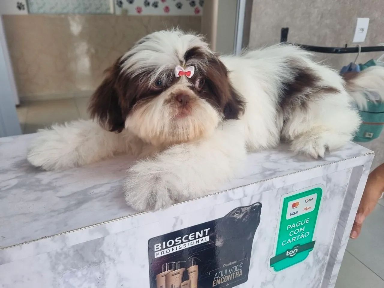 Shitzu filhote  - Foto 2