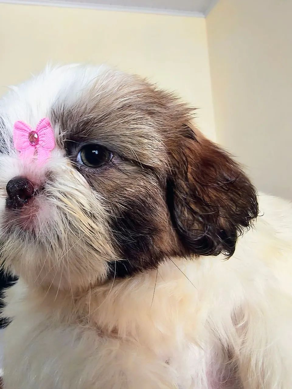 Shih Tzu Fêmea fígado micro - Foto 2