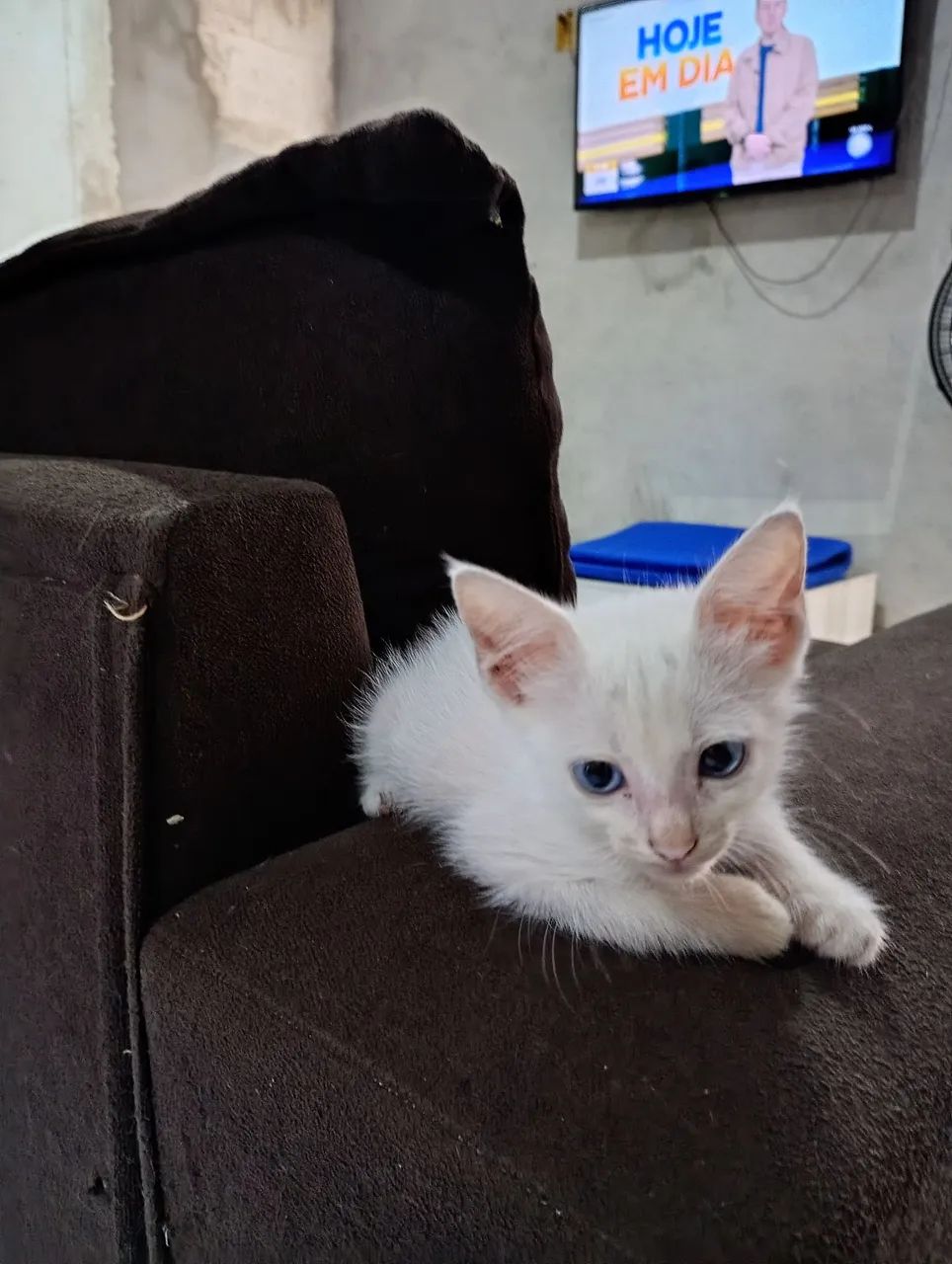 Doação de animais 
