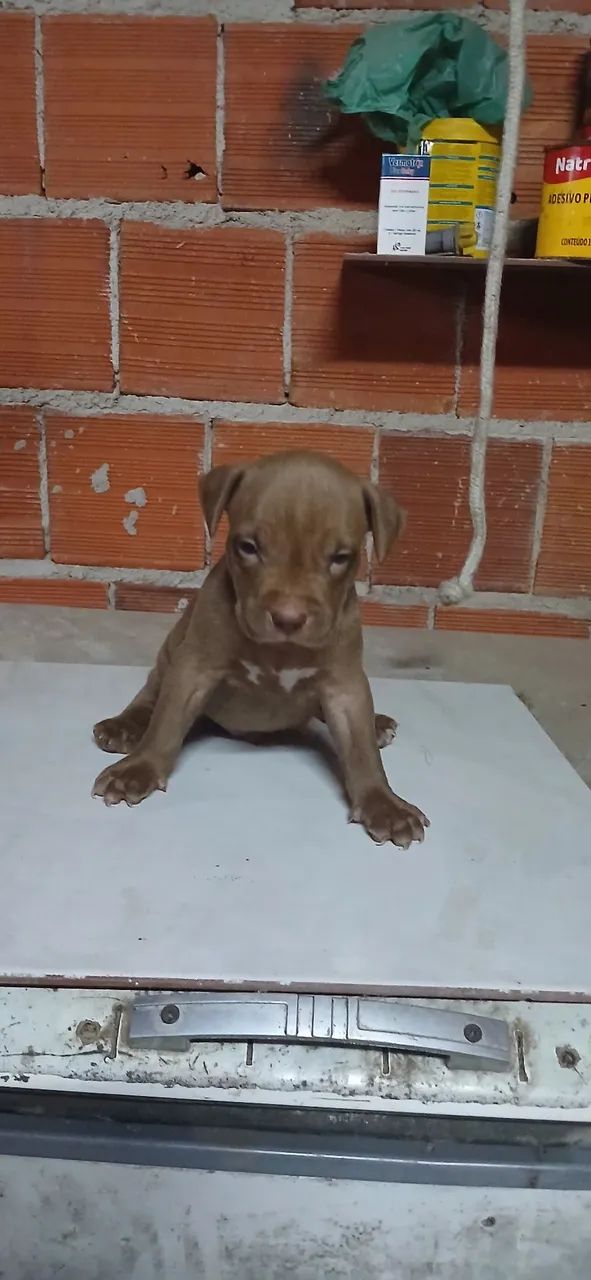 Pitmonster  - Foto 3