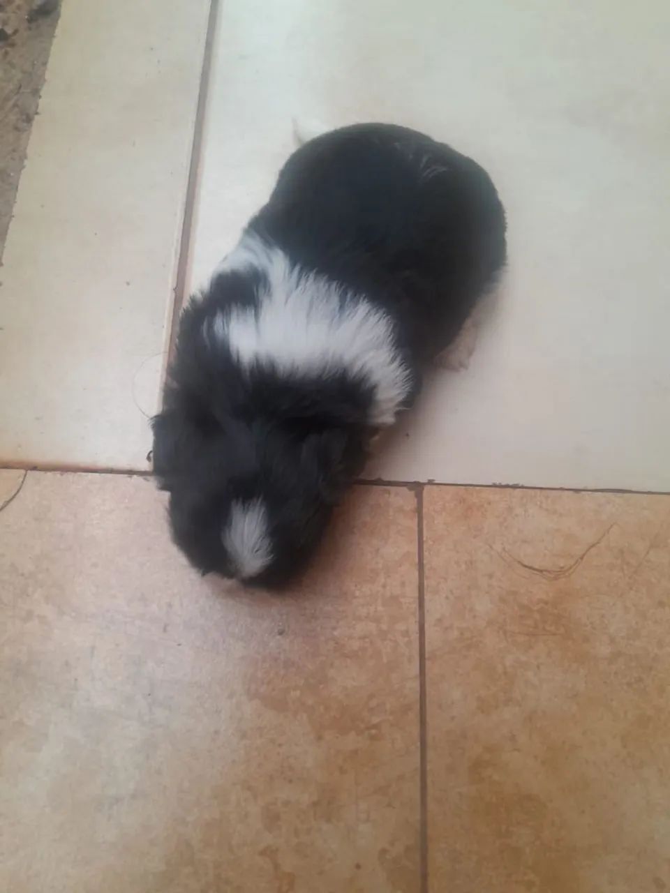 Shitzu ( preto e branco)(macho) - Foto 2