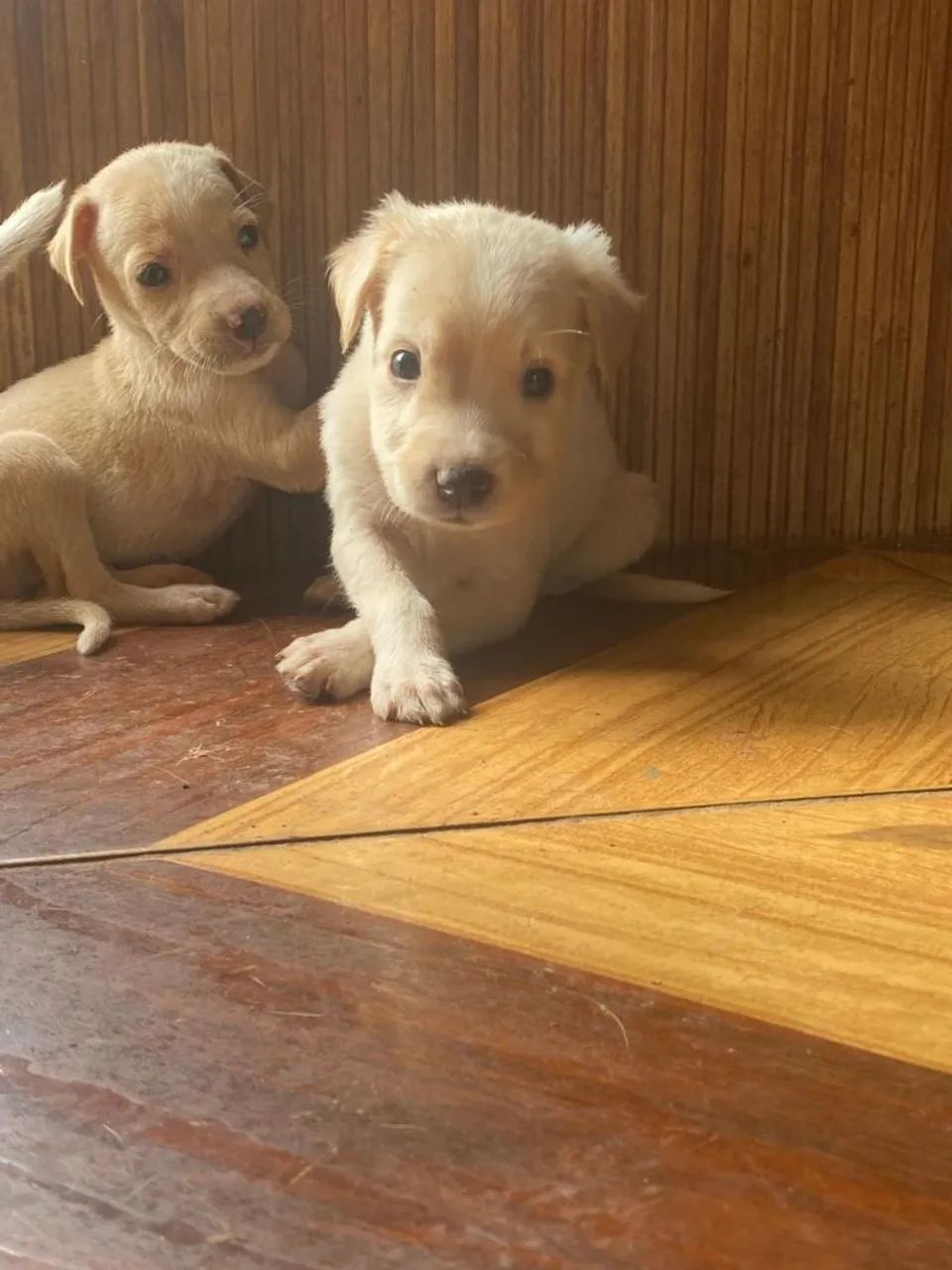 Doação de labrador  - Foto 5