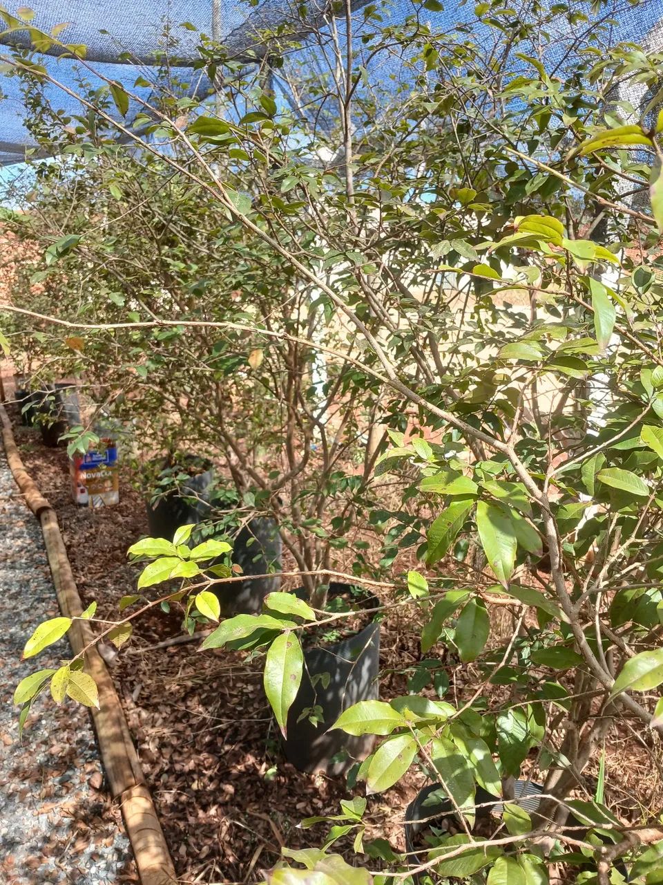 Plantas Frutíferas top - Foto 2