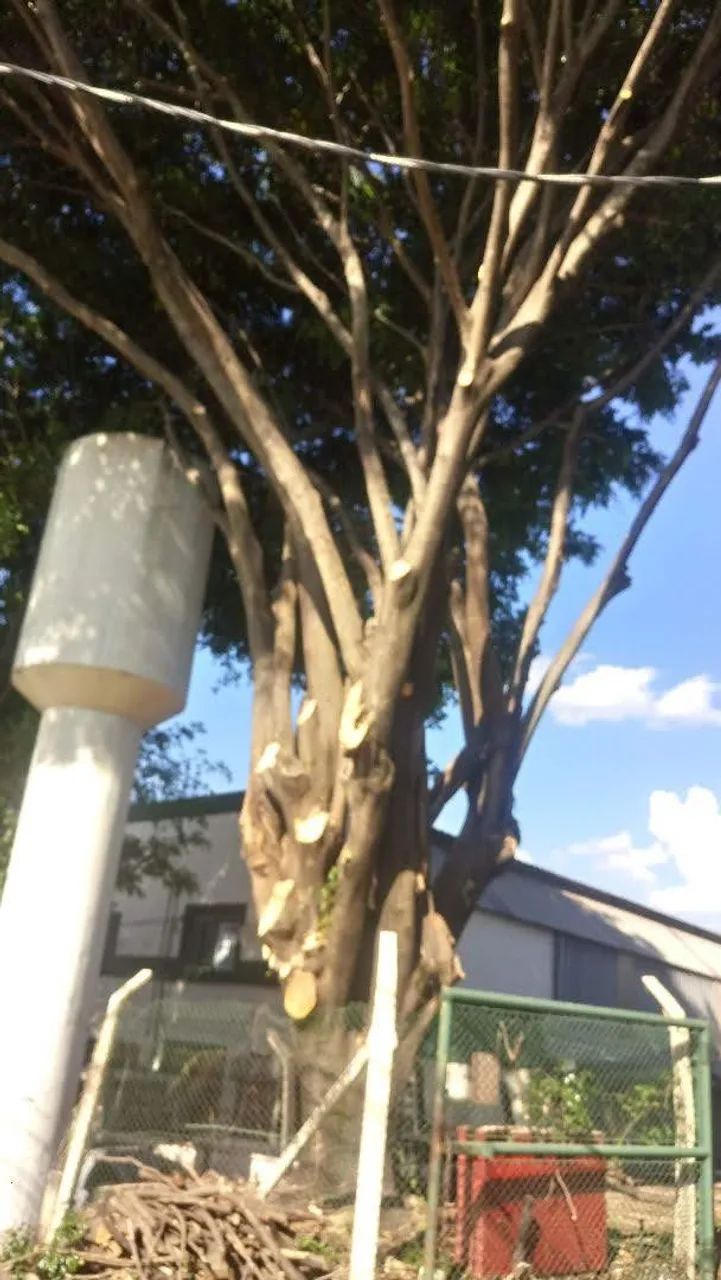 SERVIÇOS DE PODÁ E CORTE DE ÁRVORES EM GERAL...  - Foto 5