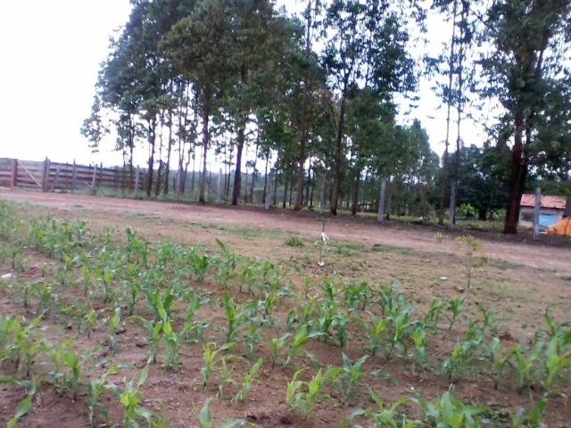 Vende-se Sitio 44 ha a 27 km de presidente - Foto 3