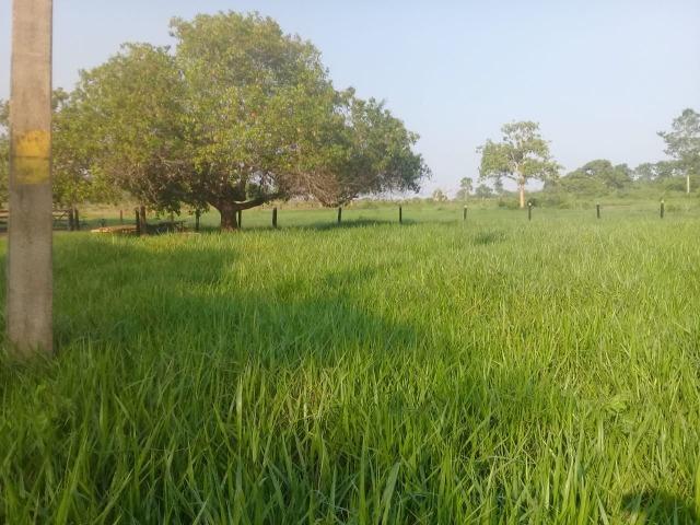 Fazenda - Paraíso do Tocantins/TO - Foto 11