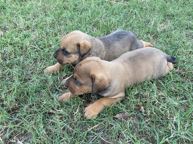 Filhotes FILA X ROTTWEILER