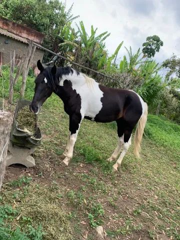 Cavalo pampa de preto