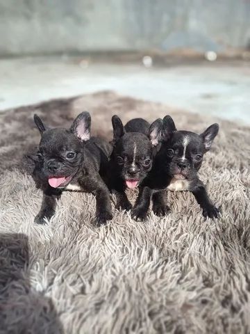 FILHOTES DE BULDOGUE FRANCÊS R$1300 - Foto 3