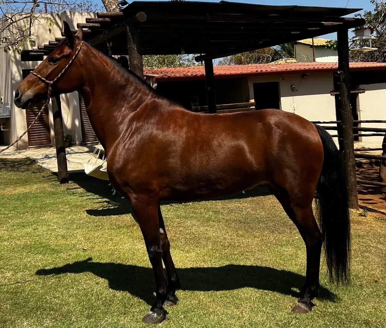 Vendo égua manga larga - Foto 4