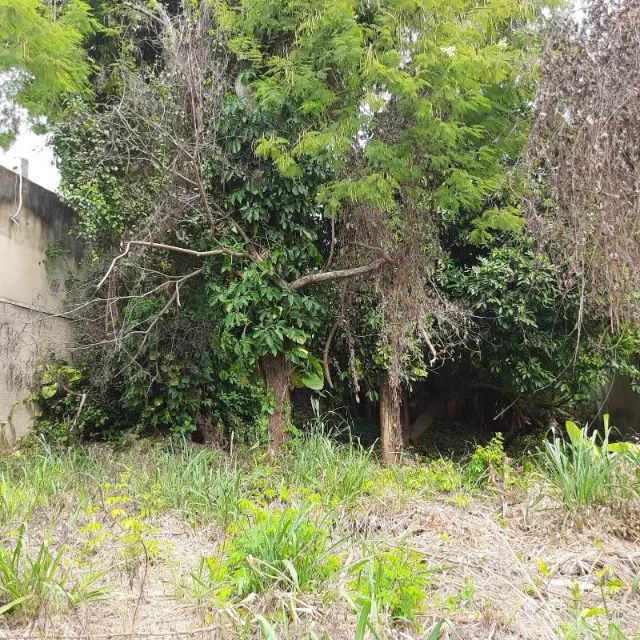 Maravista lote plano comercial  - Foto 3