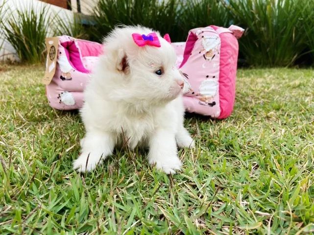 Filhotes de Lulu da Pomerania Anão Top Macho e Fêmea - Foto 3