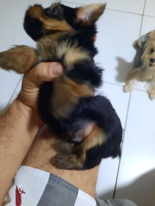 Yorkshire Terrier filhote - Foto 2