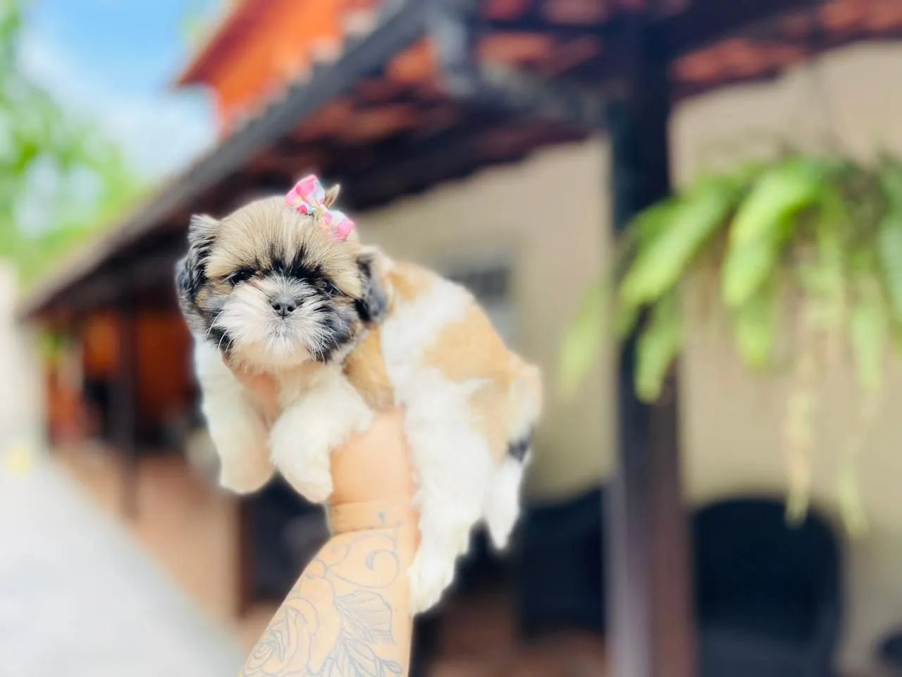 Garanta seu presente shih tzu machinho e fêmea com pedigree  - Foto 4