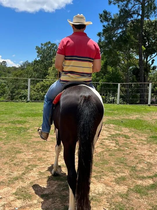 Cavalo mangalarga pampa de preto  - Foto 4