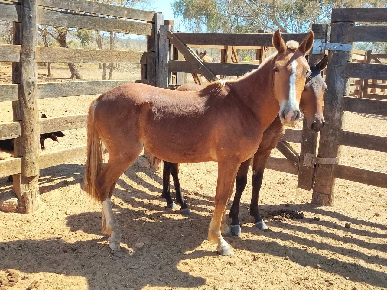 Potro e potra Barato - Foto 6