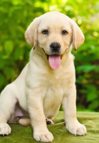 Labrador golden hot sale olx