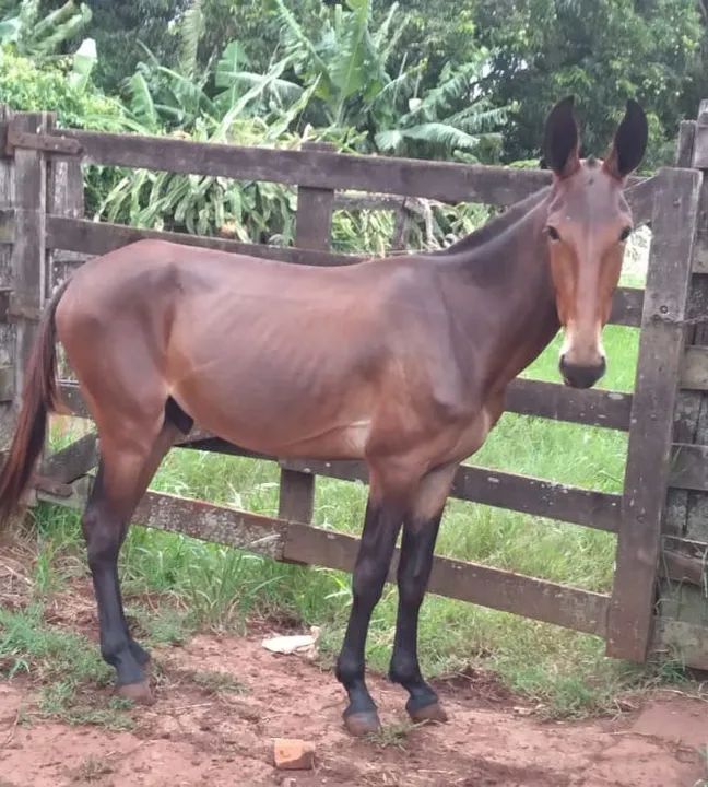Burrão Chick de Patrão<br>Burro Grande de Patrão - Foto 3