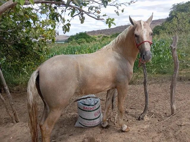 Cavalo manga larga  - Foto 3