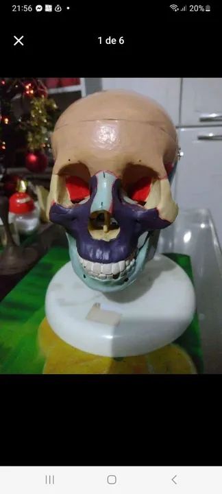 Crânio   humano para estudos  de material simulante a osso ,aceito  trocas 64650960423683122