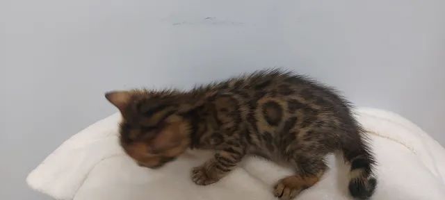 Bengal - Foto 2