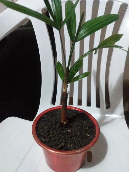 Muda de palmeirinha! - Foto 2
