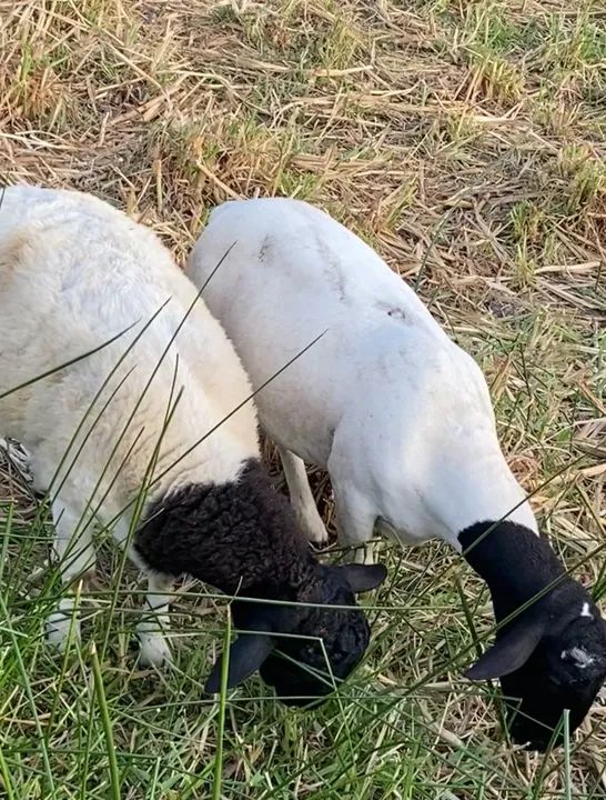 ovelha Dorper - Foto 6