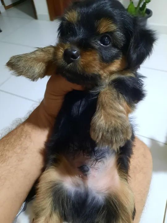 Yorkshire Terrier filhote