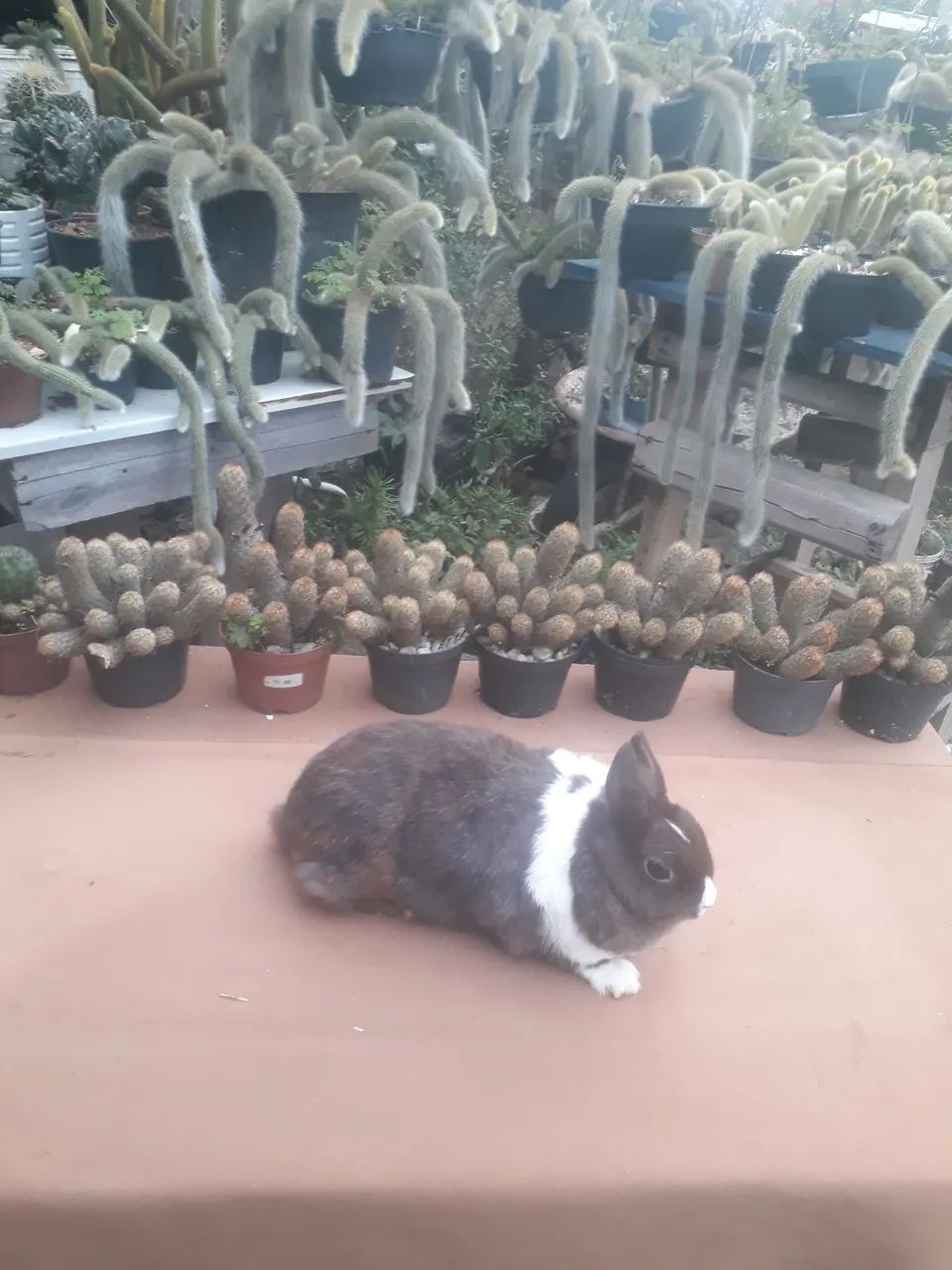 coelho anão netherland dwarf  - Foto 4