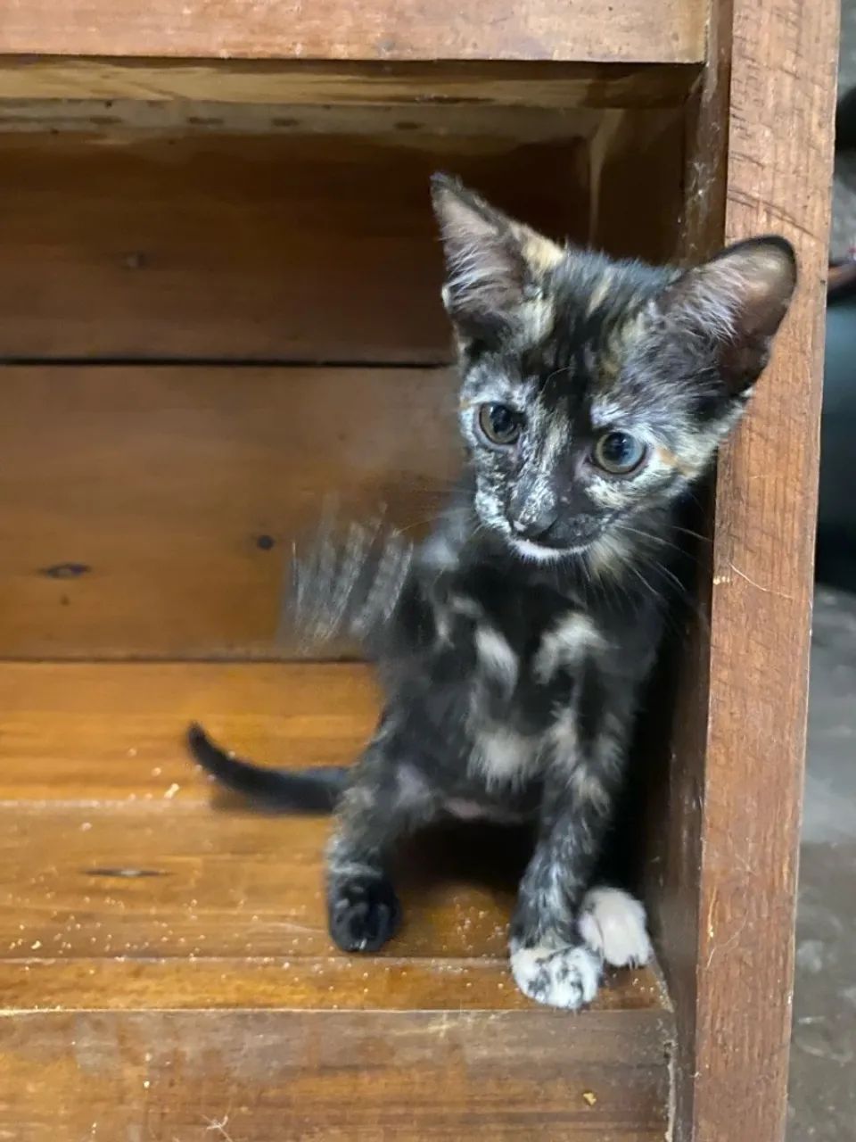 Doação de gatinhas - Foto 3