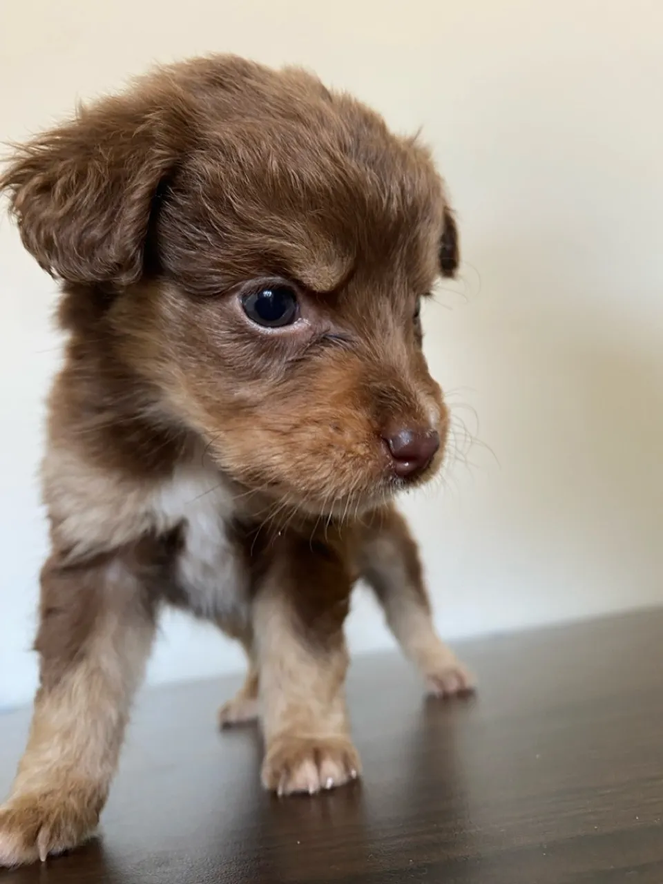 Filhote de cachorro 