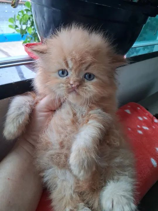 LEÃOZINHO PERSA MACHO  - Foto 3