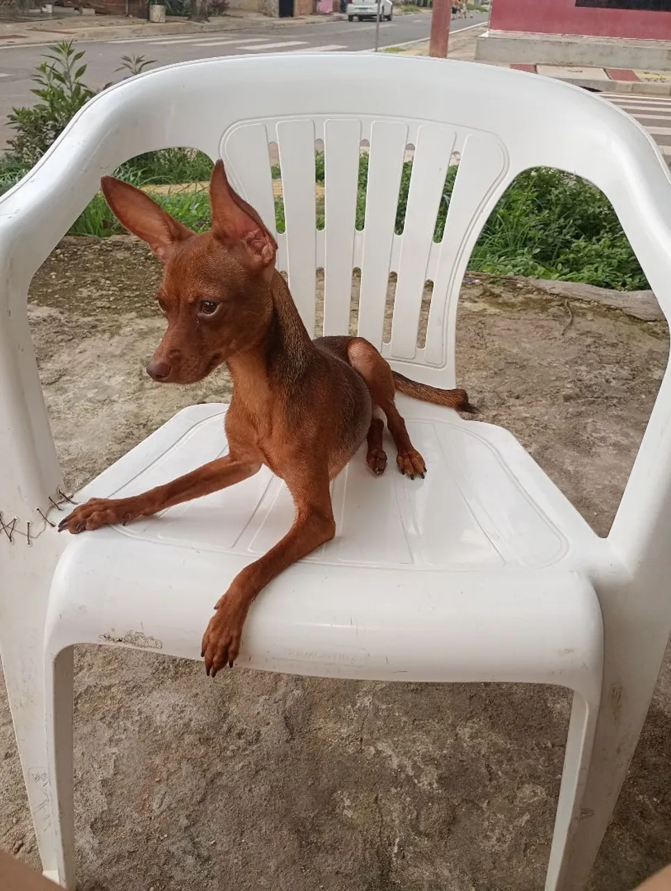 Alguma namorada disponível pra meu pinscher 