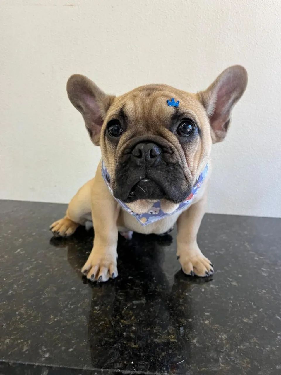 Filhote de Bulldog Francês  - Foto 2