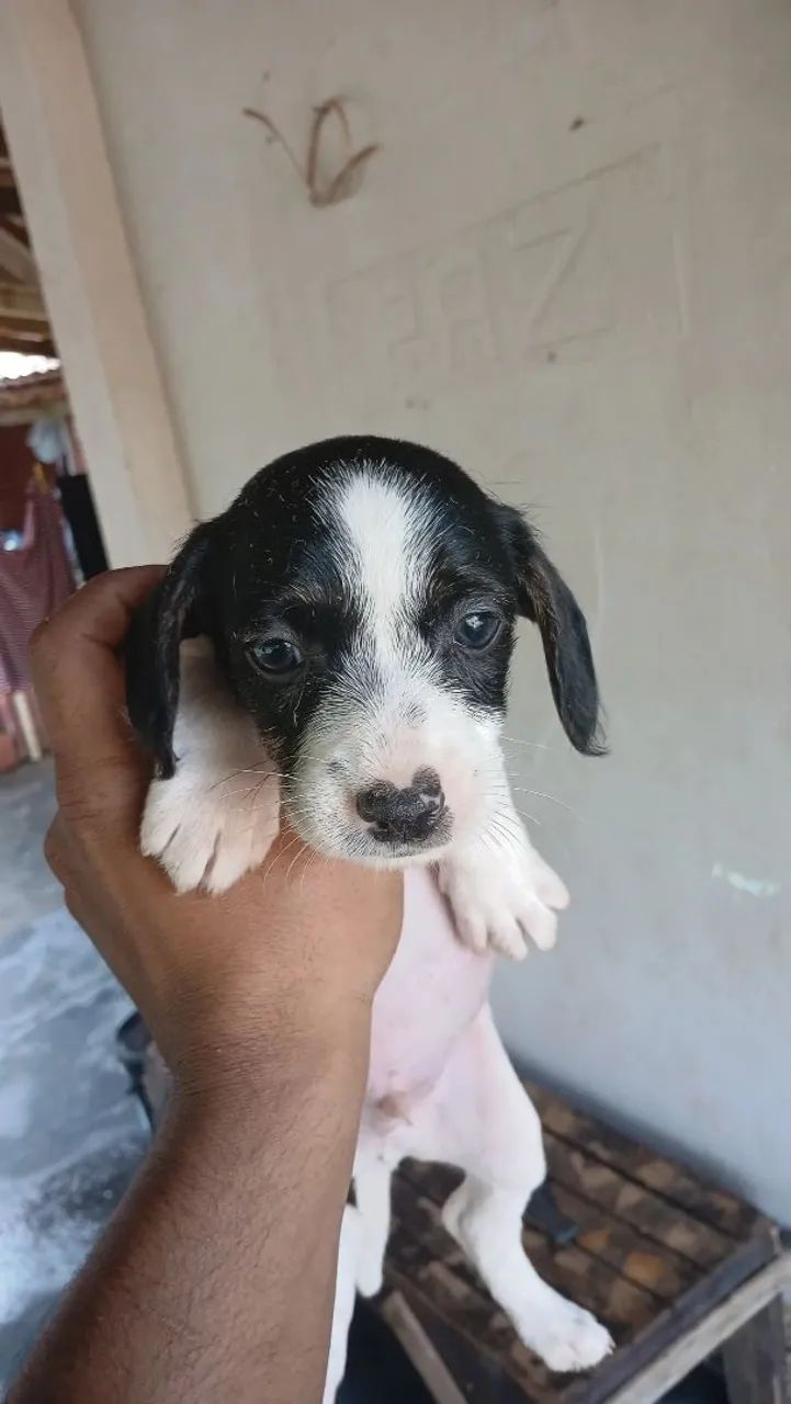 Filhotes de cachorro disponível para adoção